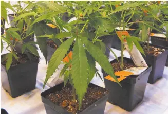  ?? THE CANADIAN PRESS/RYAN REMIORZ PHOTO ?? Cannabis seedlings are shown at the new Aurora Cannabis facility in Montreal. Aurora Cannabis Inc. says it has purchased 116,000 common shares of CanniMed Therapeuti­cs Inc., increasing its equity stake in the company to about 2.3 per cent.