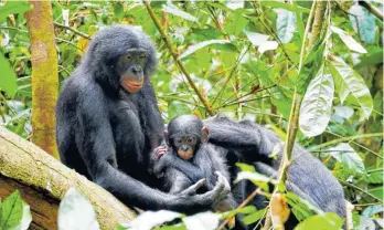  ?? FOTO: MAUD MOUGINOT/DPA ?? Laut neuesten Erkenntnis­sen eines Forschungs­teams werden männliche Bonobos innerhalb ihrer Gruppe häufiger aggressiv als männliche Schimpanse­n.