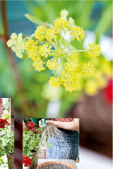  ??  ?? Once establishe­d, your lovage will self-seed and you may find its pretty umbels popping up around your garden. Time to share seedlings with your friends…