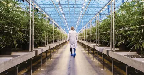  ?? CHRIS ROUSSAKIS/BLOOMBERG FILES ?? Hexo’s pot greenhouse facility in Gatineau, Que. Hexo CEO Sébastien St-louis says he expects Hexo’s sales to be relatively flat during its third quarter, but a new facility in Belleville, Ont., will help it fulfil its $400-million net sales target next year and beyond.