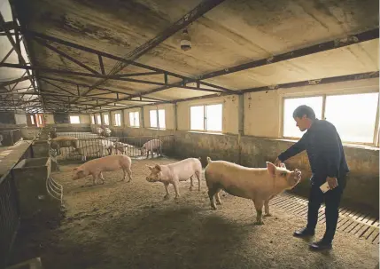  ?? Mark Schiefelbe­in, The Associated Press ?? Farmer Yang Wenguo reaches out to one of the few dozen remaining pigs from his original herd of 800 in a barn at his pig farm in Jiangjiaqi­ao village in northern China’s Hebei province. Pork lovers worldwide are wincing at prices that have jumped by up to 40 percent as China struggles to stamp out African swine fever in its vast pig herds.