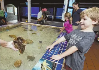  ??  ?? ACTIVITIES FOR ALL: Kids check out horseshoe crabs at West Aquarium in Key West, Fla. Adults might dig seeing where Ernest Hemingway used to write as well as drink. The Hemingway Home and Museum gives visitors a glimpse into the writer’s life.