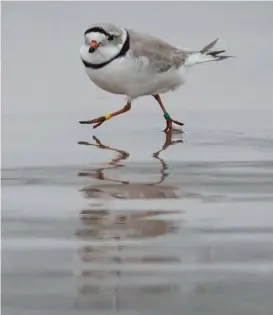  ?? ASHLEE REZIN/SUN-TIMES FILES ?? Piping plover Monty walks last spring near the area sectioned off for the endangered species on Montrose Beach.