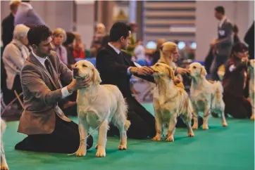  ??  ?? Top: paler show dogs at Crufts in 2015Right: Dorset dog Carishill Regan taking part in the two-day anniversar­y event at Ilchester Estates