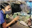  ??  ?? ZOOLOGY Honours student Preleen Govender watches Rocky seek out food from the apparatus she uses to test the extent to which octopuses find it through smell or sight. | SHELLEY KJONSTAD African News Agency (ANA)