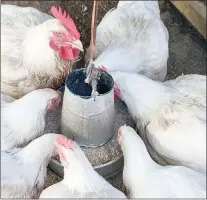  ?? ?? To prevent wastage and soiling, feeders should be half-full.