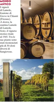  ?? ?? I vigneti di Lamole, frazione di Greve in Chianti (Firenze).
A destra, la cantina Lamole di Lamole.
Sotto, il vigneto storico risale al 1945. Tra le sue piante sono stati riconosciu­ti più di 30 cloni diversi di Sangiovese. MONDO ANTICO