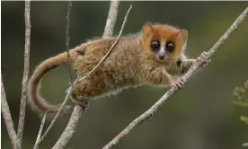  ?? ?? A brown mouse lemur, Microcebus rufus, which is unique to Madagascar and threatened with extinction. Photograph: Chien C Lee