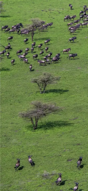  ??  ?? Un momento della grande migrazione degli gnu nel Serengeti. Il parco ospita quasi due milioni di esemplari del grande mammifero africano.