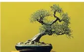  ?? FOTO: H6 ?? Hans-Dieter Mühle zeigt unter anderem Bonsai, die aus vielen Glasperlen gestaltet sind.