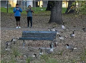  ?? STACY SQUIRES/ STUFF ?? Canada geese in Hagley Park in Christchur­ch. Canada geese numbers are rising fast, and the public may be told not to feed them.