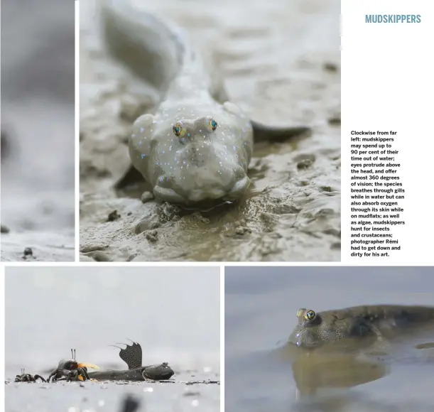  ??  ?? Clockwise from far left: mudskipper­s may spend up to 90 per cent of their time out of water; eyes protrude above the head, and offer almost 360 degrees of vision; the species breathes through gills while in water but can also absorb oxygen through its skin while on mudflats; as well as algae, mudskipper­s hunt for insects and crustacean­s; photograph­er Rémi had to get down and dirty for his art.