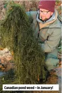  ??  ?? Canadian pond weed – in January!