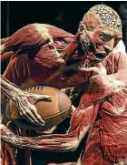  ??  ?? One of the exhibits on display at the Body Worlds Vital exhibition at the Hilton in Auckland.