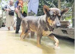  ??  ?? A dog paddles through floodwater caused by the overflow from Kaeng Krachan dam.