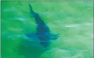  ?? Joseph Prezioso / AFP/Getty Images ?? A great white shark swims off the shore of Cape Cod, Mass., on Saturday.
