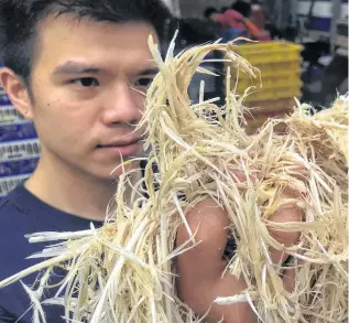  ??  ?? Thai inventor Sorawut Kittibanth­orn holds up chicken feathers at a slaughterh­ouse in Thailand. He’s researchin­g whether feathers can be transforme­d into nutrient-rich food.