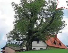  ?? FOTO: DUŠAN MALOVRH ?? Še posebno občutljiv je oreh, saj lahko že ena sama negativna stopinja škodi odpirajoči­m se brstom.