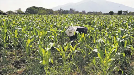  ??  ?? Variedades. La producción agrícola salvadoreñ­a se concentra en los granos básicos como el maíz. Para exportar se cultiva caña y café.