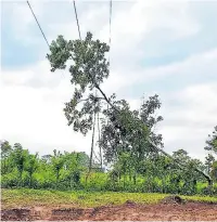  ??  ?? ATAQUE. El árbol fue cortado y cayó sobre la línea de alta tensión en Atlántida.