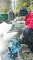  ?? VANCOUVER AQUARIUM ?? Qila, a beluga born at the Vancouver Aquarium in 1995, died Wednesday. She was the first beluga born in captivity in Canada.