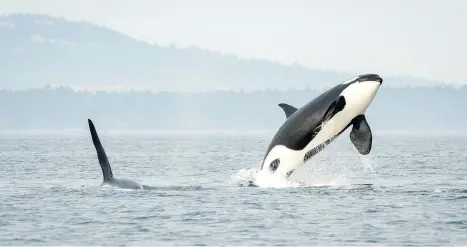  ?? PHOTOS BY KATY FOSTER/NOAA FISHERIES ?? Southern resident killer whale J16 Slick breaches while J26 Mike swims nearby last month. Veterinari­ans and biologists hope global attention on the endangered community of orcas will bolster their efforts to save them.