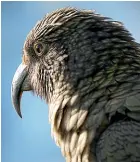  ??  ?? Experts have found kea have an excited ‘‘warble’’ call, and they play, kick stones and dance about.