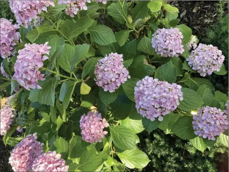  ?? HEATHER HACKING — CONTRIBUTE­D ?? Puffball snowflake hydrangea burst with color at the Patrick Ranch Museum on the Midway, despite the punishing heat.