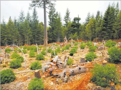  ??  ?? The Associated Press Fallen trees are seen amid a marijuana farm in the Klamath River watershed outside the Yurok Reservatio­n near Klamath, Calif.