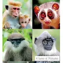  ?? ?? 4 faces of Primates