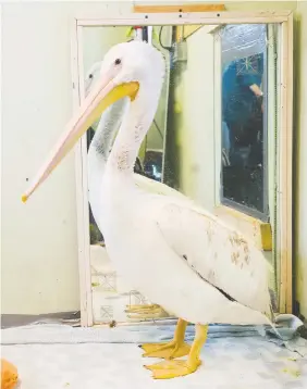  ?? — JASON PAYNE/POSTMEDIA ?? This American white pelican underwent months of rehabilita­tion at the Wildlife Rescue service in Burnaby.