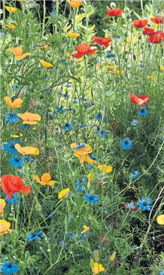  ??  ?? ●
The most vital ingredient in any garden is imaginatio­n, says Agnes Stevenson, and if you want brightness and beauty, think annuals such as poppies