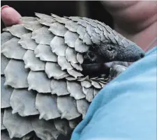  ?? DENIS FARRELL THE ASSOCIATED PRESS ?? In this file photo, a pangolin from the Johannesbu­rg Wildlife Veterinary Hospital is taken to a nearby field to forage for food.