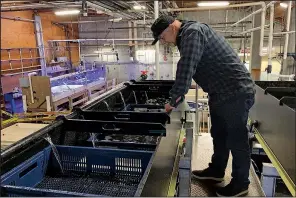  ?? AP/TERRY CHEA ?? Karl Menard checks on purple urchins in May that were harvested off the Mendocino County coast and fed in troughs for several weeks at the Bodega Marine Lab.