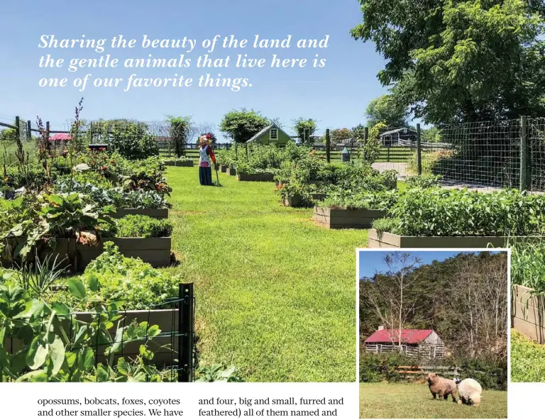  ??  ?? The farm’s scarecrow, Minerva Mae Honeycut, is on duty in the garden (top). Babydoll sheep Faith and Hope (above) graze in front of an old log cabin. At Bee Haven Acres, the rooster crows with the sun (left).