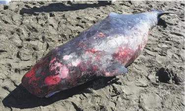  ?? Courtesy Barbie Halaska / The Marine Mammal Center ?? Experts from the Marine Mammal Center in Sausalito performed a necropsy on an adult female pygmy sperm whale found at North Salmon Creek Beach in Sonoma County.