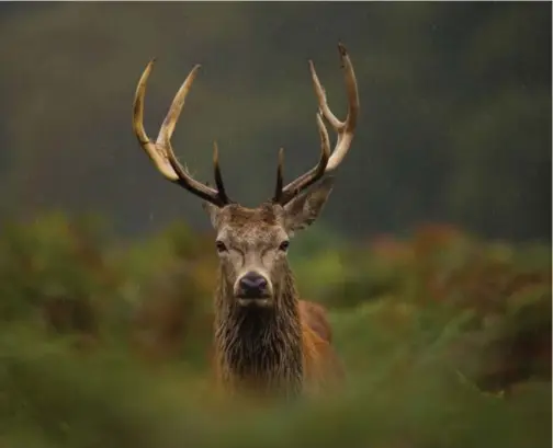  ?? FOTO: ANDREW SWINBANK/SHUTTERSTO­CK, NTB SCANPIX ?? Jakttrykke­t på hjort er vanlegvis sterkast på hanndyr. Dette gjev eit uheldig forhold mellom kolle og bukk, skriv innsendare­ne.