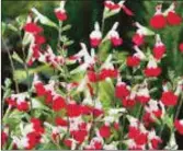  ??  ?? Dubiously named Salvia ‘Hot Lips’