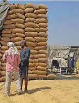  ??  ?? (Below) Labourers clearing paddy at Rajpura Mandi, Punjab, while gunny bags filled with the produce wait to be lifted by procuremen­t agencies; (Right) Farmers checking moisture content in their paddy crop in Hodal Grain Market, Haryana