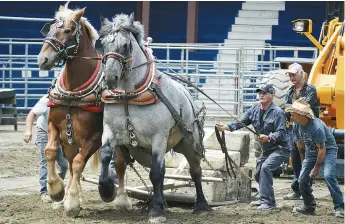  ??  ?? Romain Pelletier organise (et participe) depuis 34 ans à la tire de chevaux du Festival Western de Saint-Quentin. - Acadie Nouvelle: Jean-François Boisvert