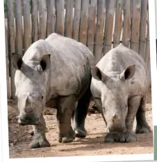  ??  ?? LEFT: Best buddies Lolli and Lotti in the play encampment. ABOVE: Thula, who lost her sight because of a poacher’s bullet, naps with Nenkani, who doesn’t leave her side and acts as her “eyes”.