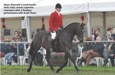  ??  ?? Diane Stennett’s small hunter Hello Dolly stands supreme champion after a flawless performanc­e with Scott Dixon