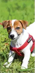  ?? Fotos: manushot, Fotolia/ Elrio, Fotolia ?? Was ist besser für den Hund, die Leine an einem Halsband zu befestigen oder doch an einem Geschirr? wird auch dem Laien klar: Viele empfindlic­he Strukturen können durch ein Halsband in Mitleidens­chaft gezogen werden.
Immerhin: Der Leinenruck, früher...