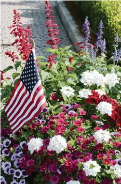  ?? NORMAN WINTER TNS ?? Superbena Whiteout verbena stands out in dramatic fashion in a patriotic garden.