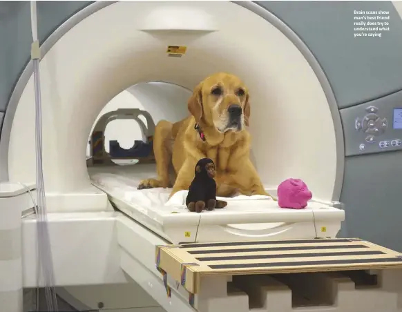  ??  ?? Brain scans show man’s best friend really does try to understand what you’re saying