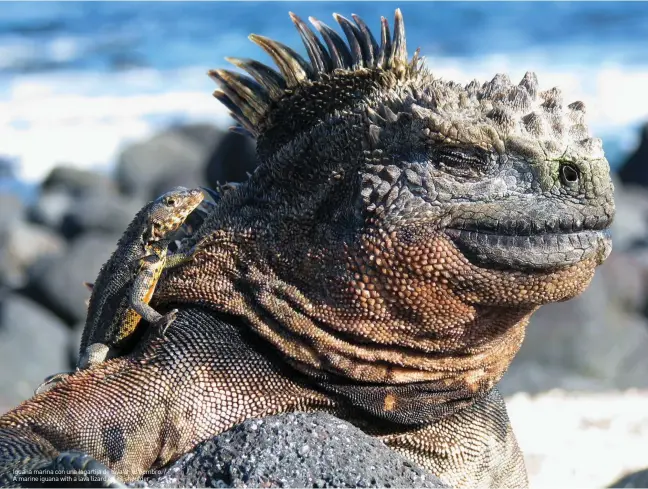  ??  ?? Iguana marina con una lagartija de lava en el hombro. / A marine iguana with a lava lizard on its shoulder.