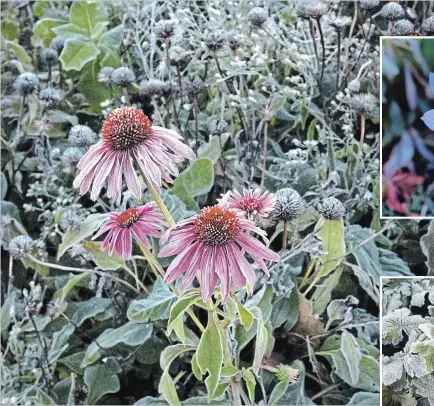  ?? THERESA FORTE
SPECIAL TO THE ST. CATHARINES STANDARD ?? A brave patch of echinacea, speckled with frost, makes a memorable show in the November garden.