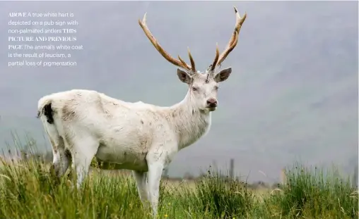  ??  ?? ABOVE A true white hart is depicted on a pub sign with non-palmated antlers THIS PICTURE AND PREVIOUS PAGE The animal’s white coat is the result of leucism, a partial loss of pigmentati­on