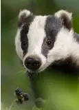  ??  ?? BLACK-AND-WHITE: The badger is an iconic species, often turning up in gardens