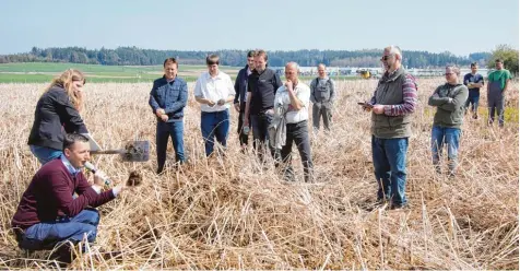  ?? Foto: Peter Wieser ?? Kein Widerspruc­h: Zwischenfr­üchte stabilisie­ren das Bodengefüg­e und lockern den Boden. Das konnten sich interessie­rte Landwirte nahe Ellzee direkt auf dem Feld anse hen.